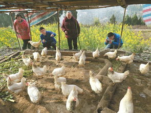 苍溪岫云村的生态农产品进城 乡村菜让村民脱了贫